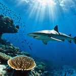 **Prompt 1: The Adrenaline of the Shark Wall**
    An exhilarating underwater scene at Blue Corner, Palau. A diver, safely anchored by a reef hook, floats horizontally just above a vibrant, diverse coral reef. Directly in front of the diver, a magnificent "living wall" of sharks dominates the frame: numerous grey reef sharks, blacktip reef sharks, and a couple of impressive hammerhead sharks swim in tight, synchronized formations against a visible strong current. The water is exceptionally clear, with deep blue hues indicating immense depth. Sunlight filters down from above, creating dramatic light rays. The image conveys both the raw power of the ocean and the awe of witnessing untouched predatory nature. Cinematic, highly detailed, sharp focus, dynamic composition.